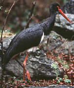Cigogne noire