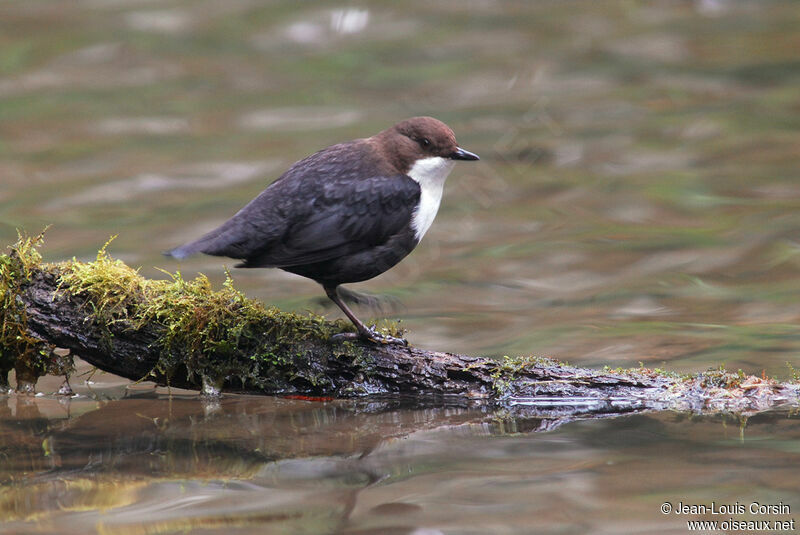 White-throated Dipper male adult