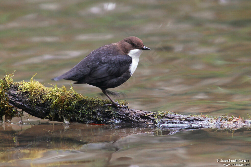 White-throated Dipper male adult