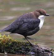 White-throated Dipper