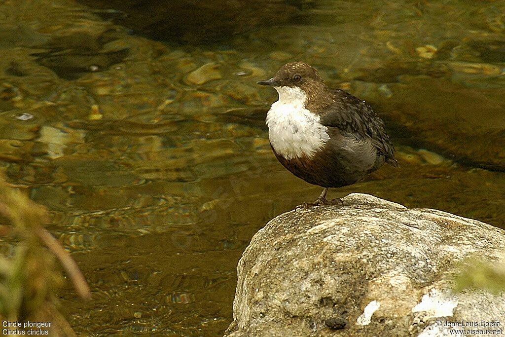 Cincle plongeur