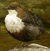 White-throated Dipper