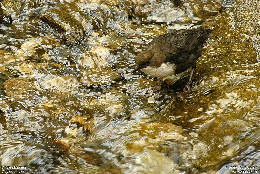 Cincle plongeur