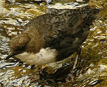 White-throated Dipper