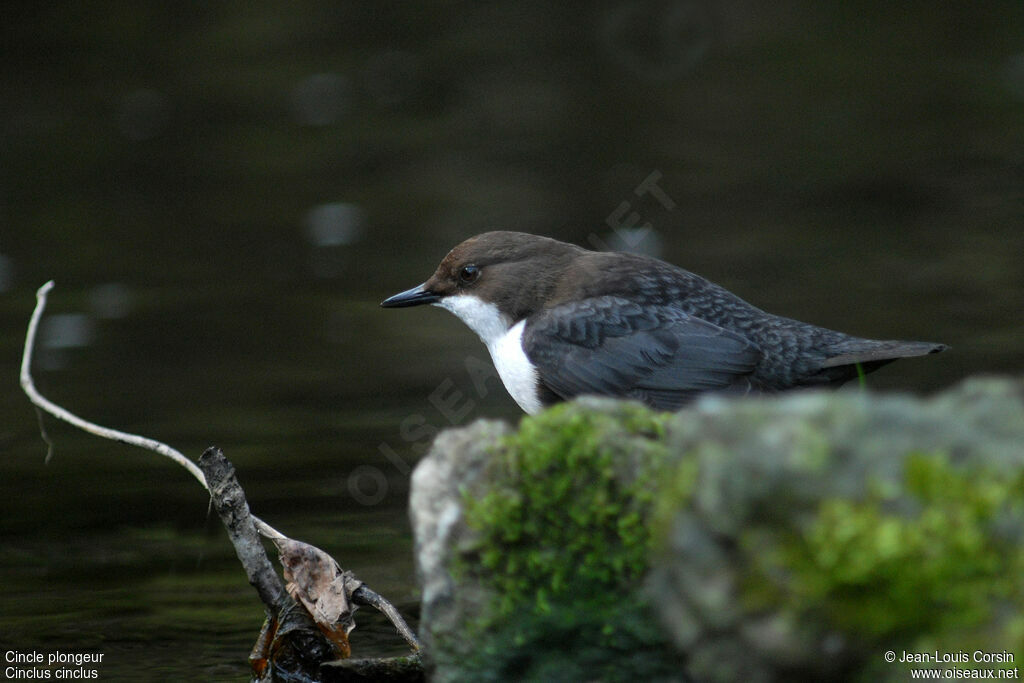 White-throated Dipper