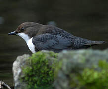 White-throated Dipper