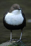 White-throated Dipper