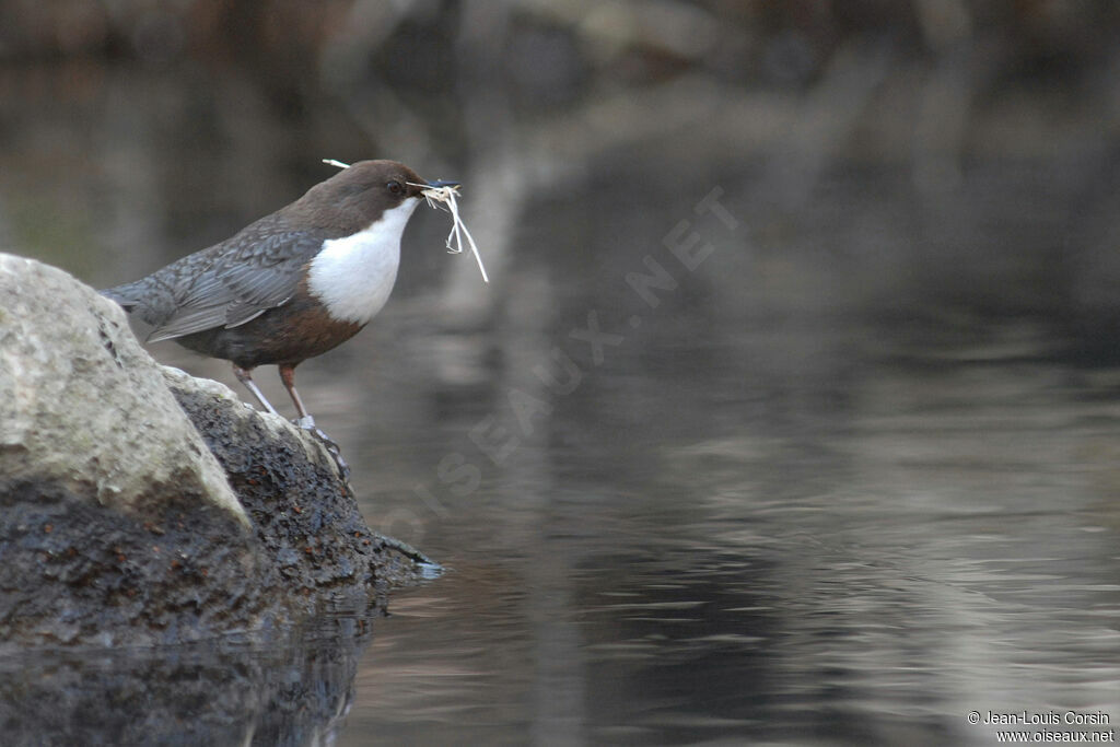 White-throated Dipper female