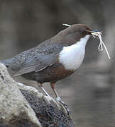 White-throated Dipper