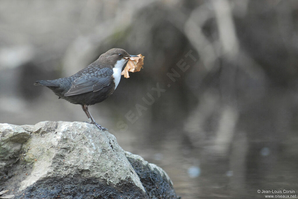 White-throated Dipper female