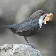 White-throated Dipper