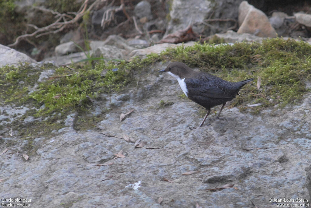 White-throated Dipper male