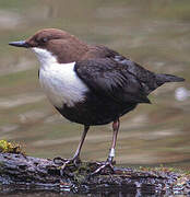 White-throated Dipper