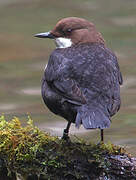 White-throated Dipper