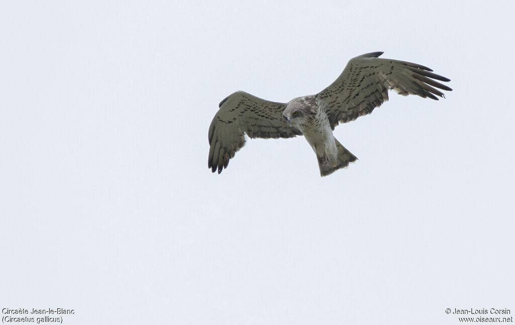 Short-toed Snake Eagle