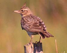 Crested Lark