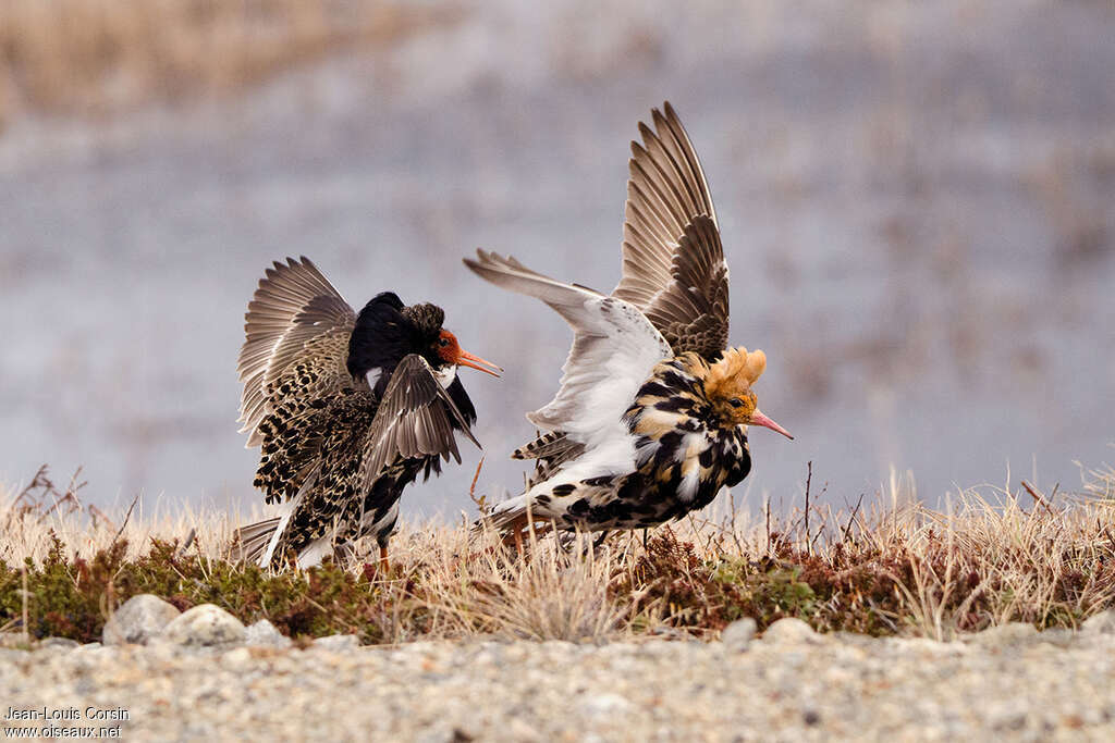 Ruff male adult breeding, courting display, Behaviour