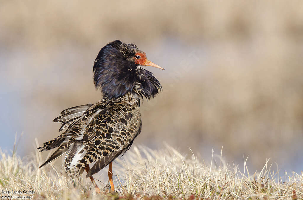 Ruff male adult breeding, identification