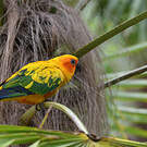 Conure soleil