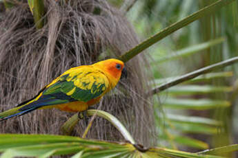 Conure soleil