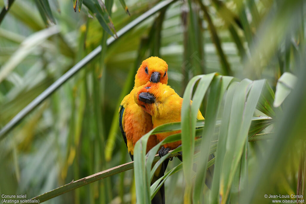 Conure soleiladulte