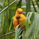 Conure soleil