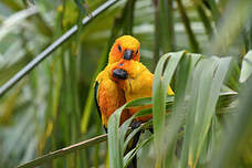 Conure soleil