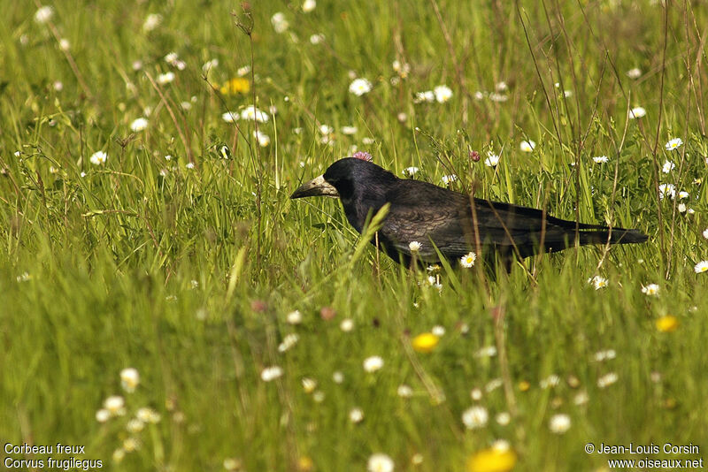 Corbeau freux