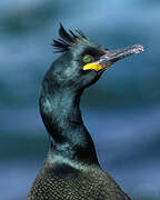 European Shag