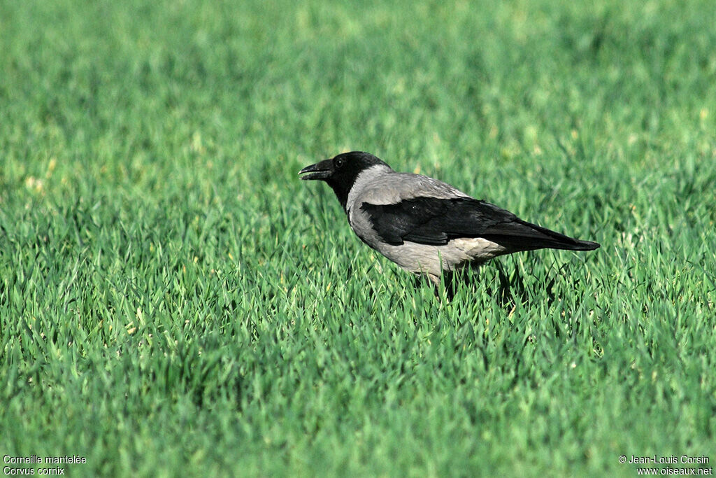 Hooded Crow