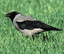 Hooded Crow