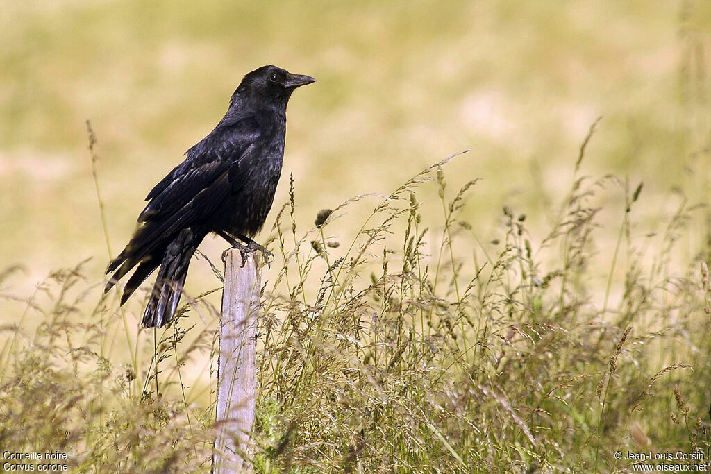 Carrion Crow