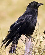 Carrion Crow