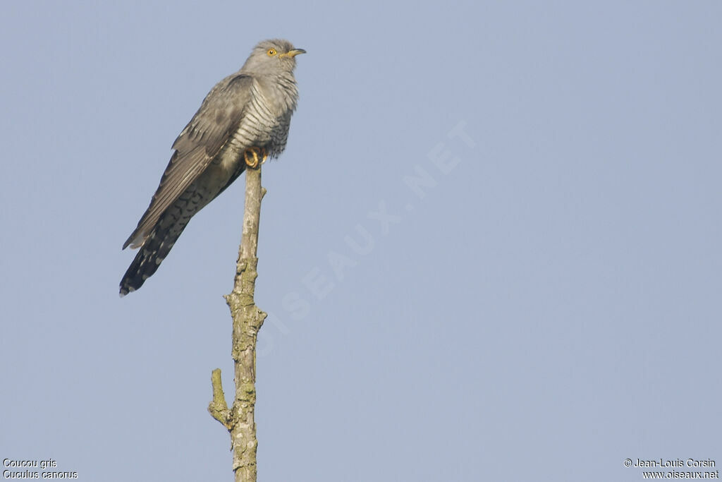 Common Cuckoo male adult