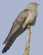 Common Cuckoo