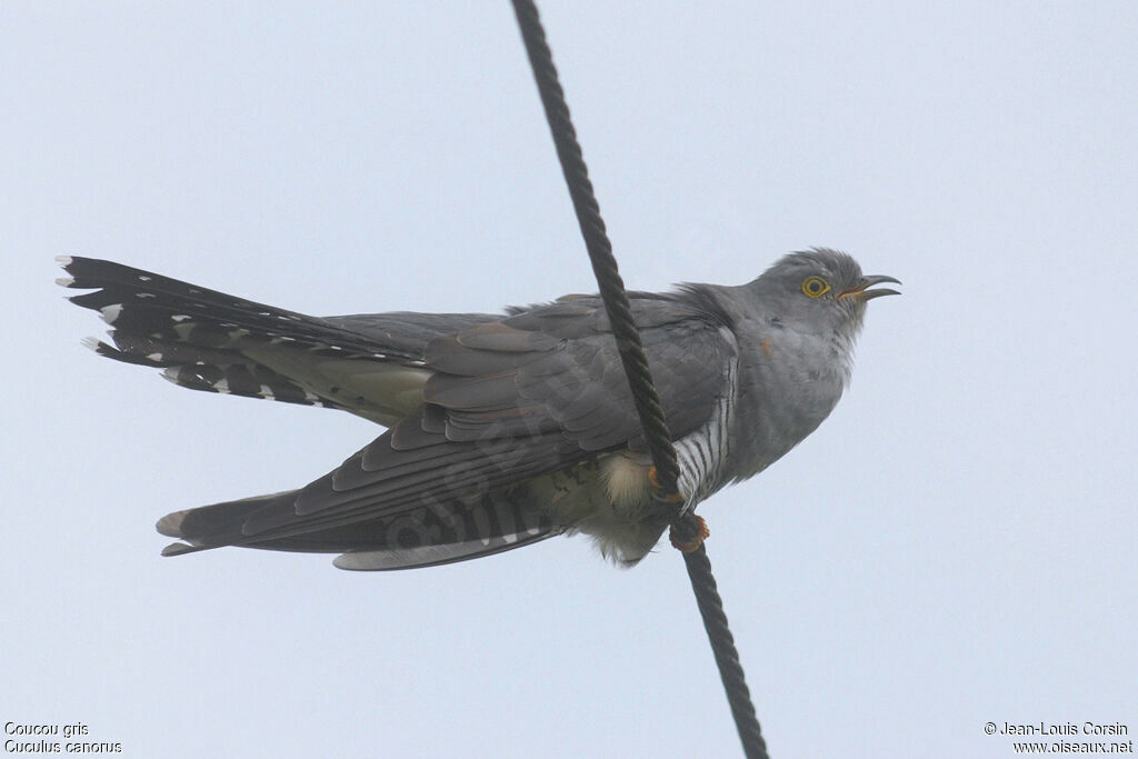 Common Cuckoo