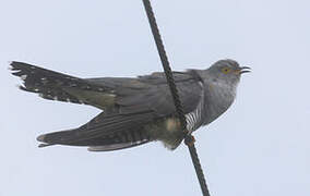 Common Cuckoo