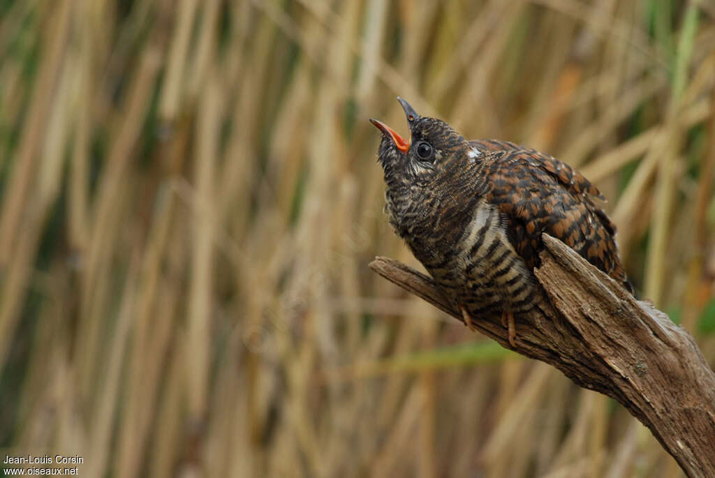 Common Cuckoojuvenile, identification