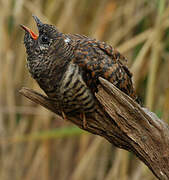 Common Cuckoo