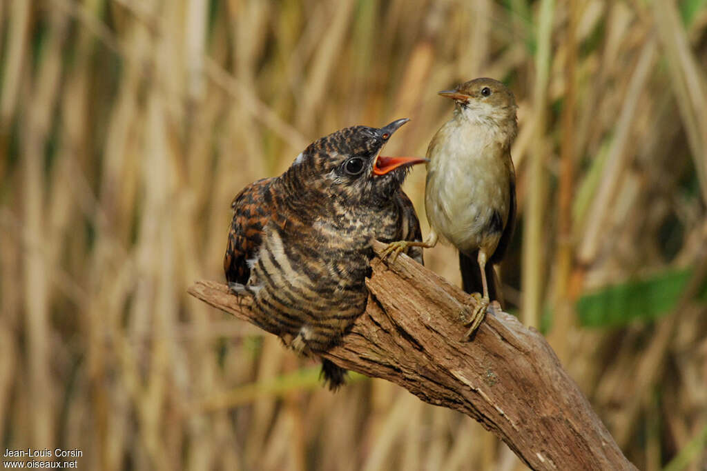 Common Cuckoojuvenile, parasitic reprod.