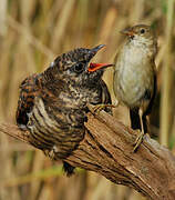 Common Cuckoo