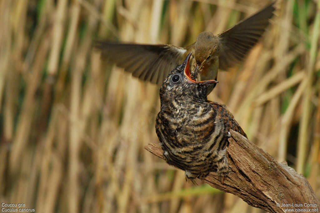 Common Cuckoojuvenile