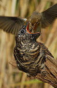 Common Cuckoo