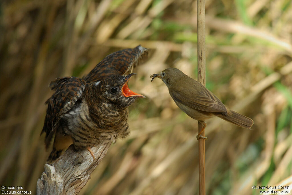 Common Cuckoojuvenile, parasitic reprod.