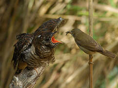 Common Cuckoo