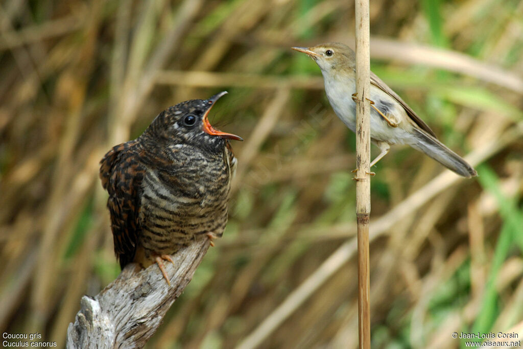 Common Cuckoojuvenile