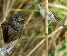 Common Cuckoo