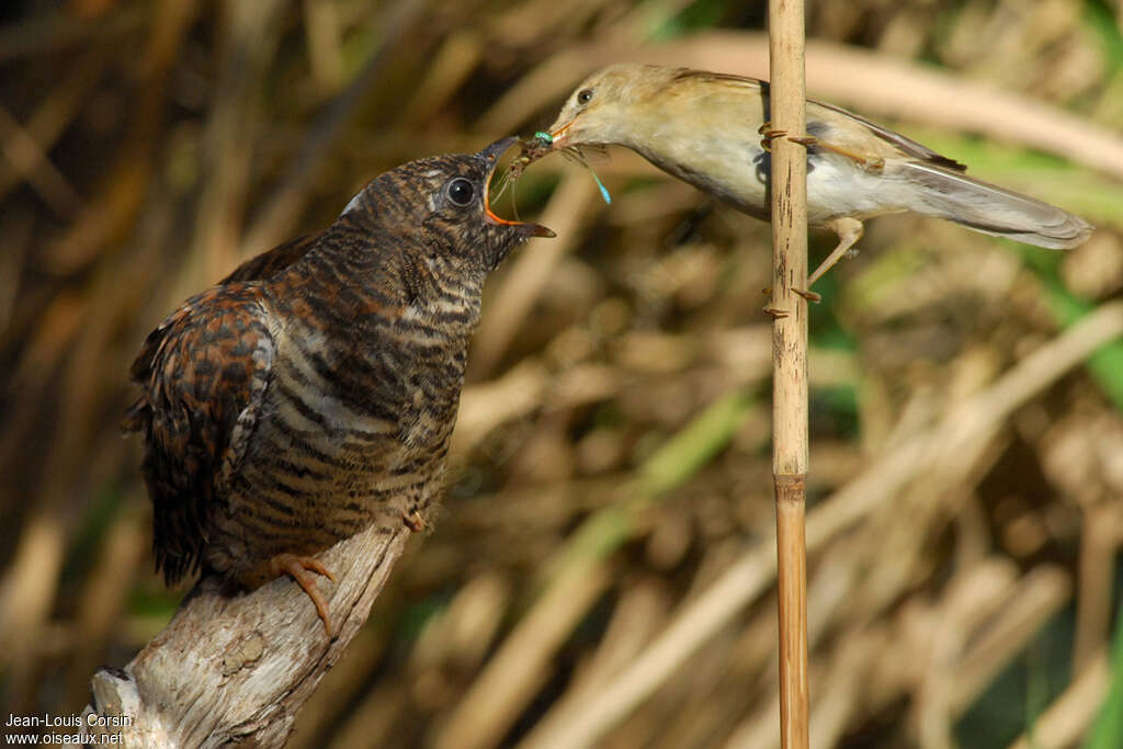 Common Cuckoo, parasitic reprod.