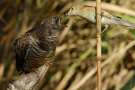 Common Cuckoo