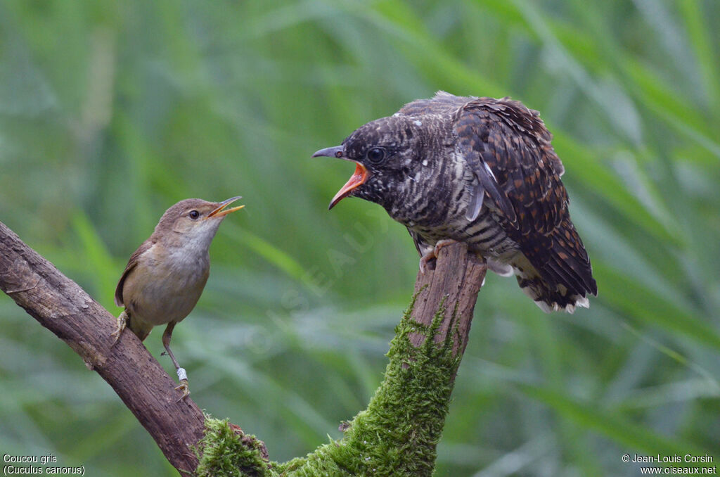 Common Cuckoojuvenile, parasitic reprod.